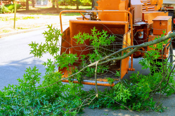 Best Best Tree Removal Services  in Brookdale, SC